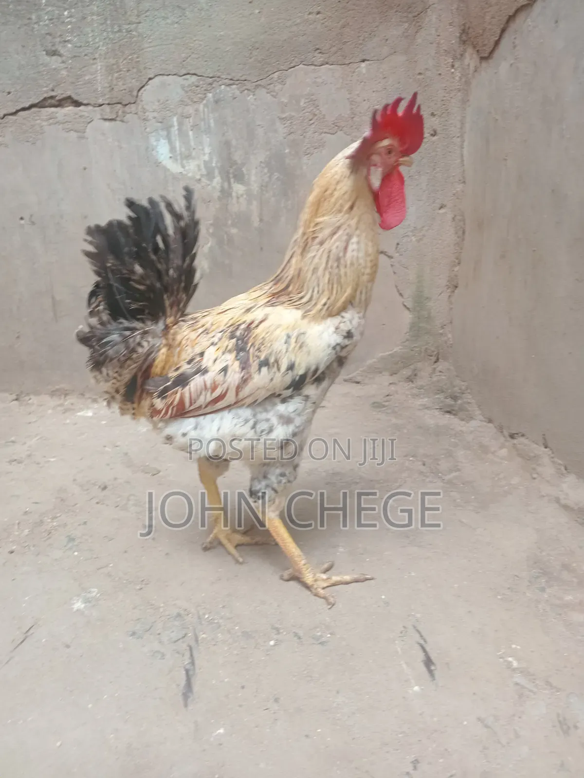 Kienyeji Jogoo