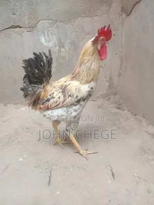 Kienyeji Jogoo
