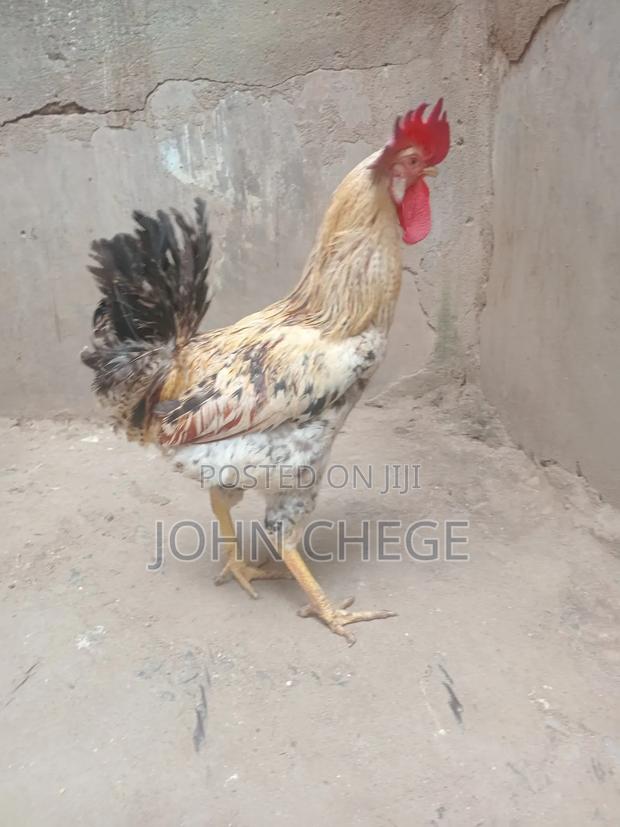 Kienyeji Jogoo