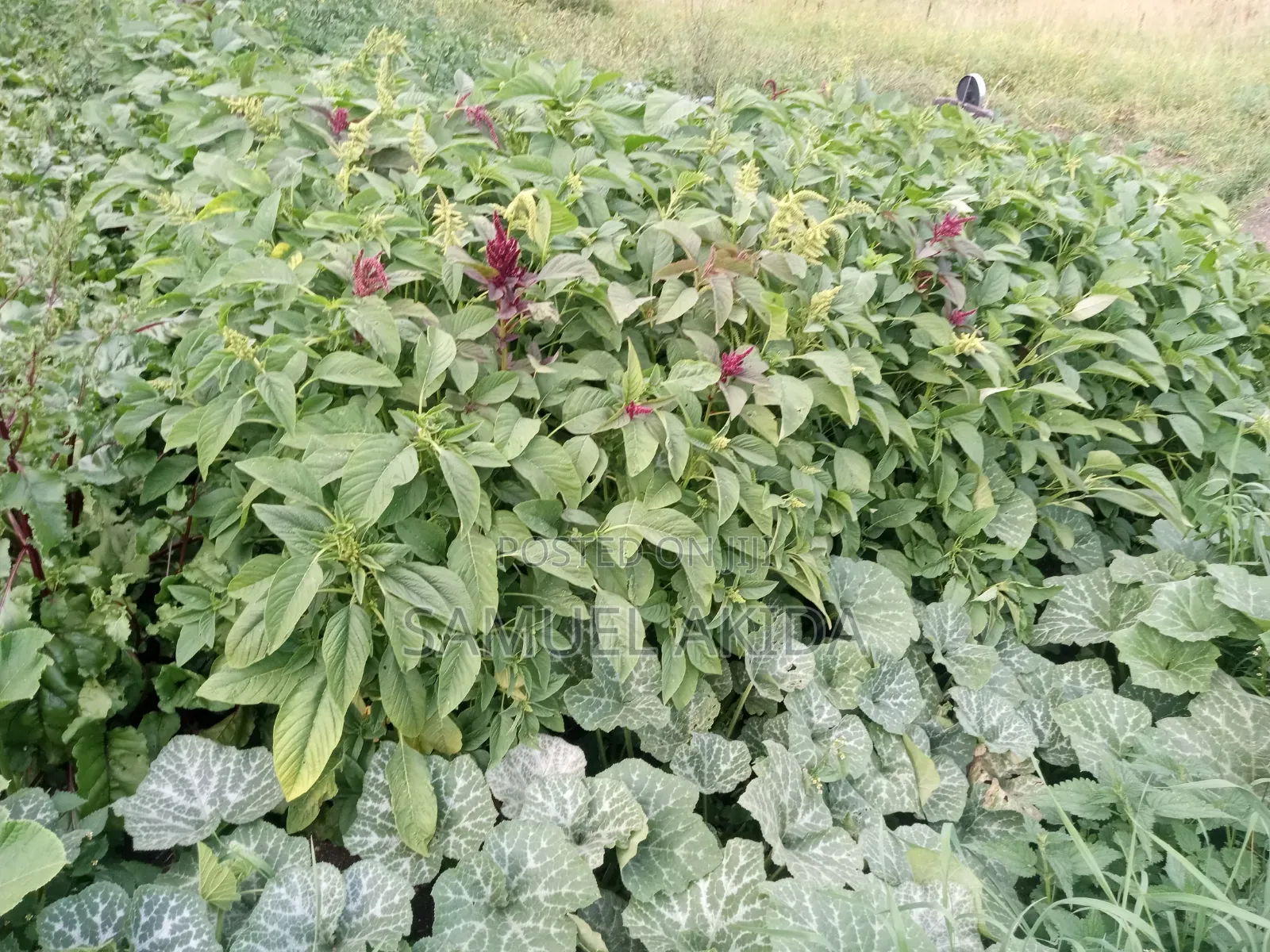 Farm Stewardship