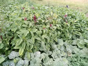 Farm Stewardship
