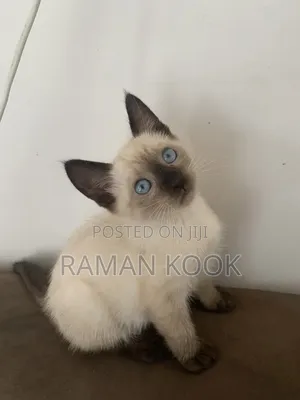 1-3 months Female Purebred Siamese