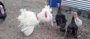 White Holland Turkey