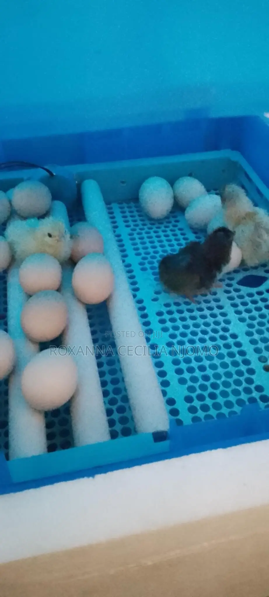 Egg Hatching & Incubation Services