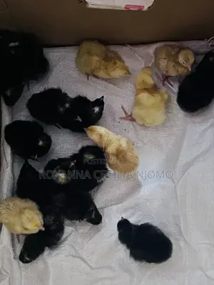 Egg Hatching & Incubation Services