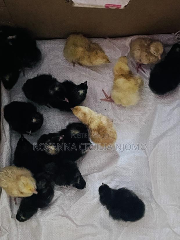 Egg Hatching & Incubation Services - thumbnail 4