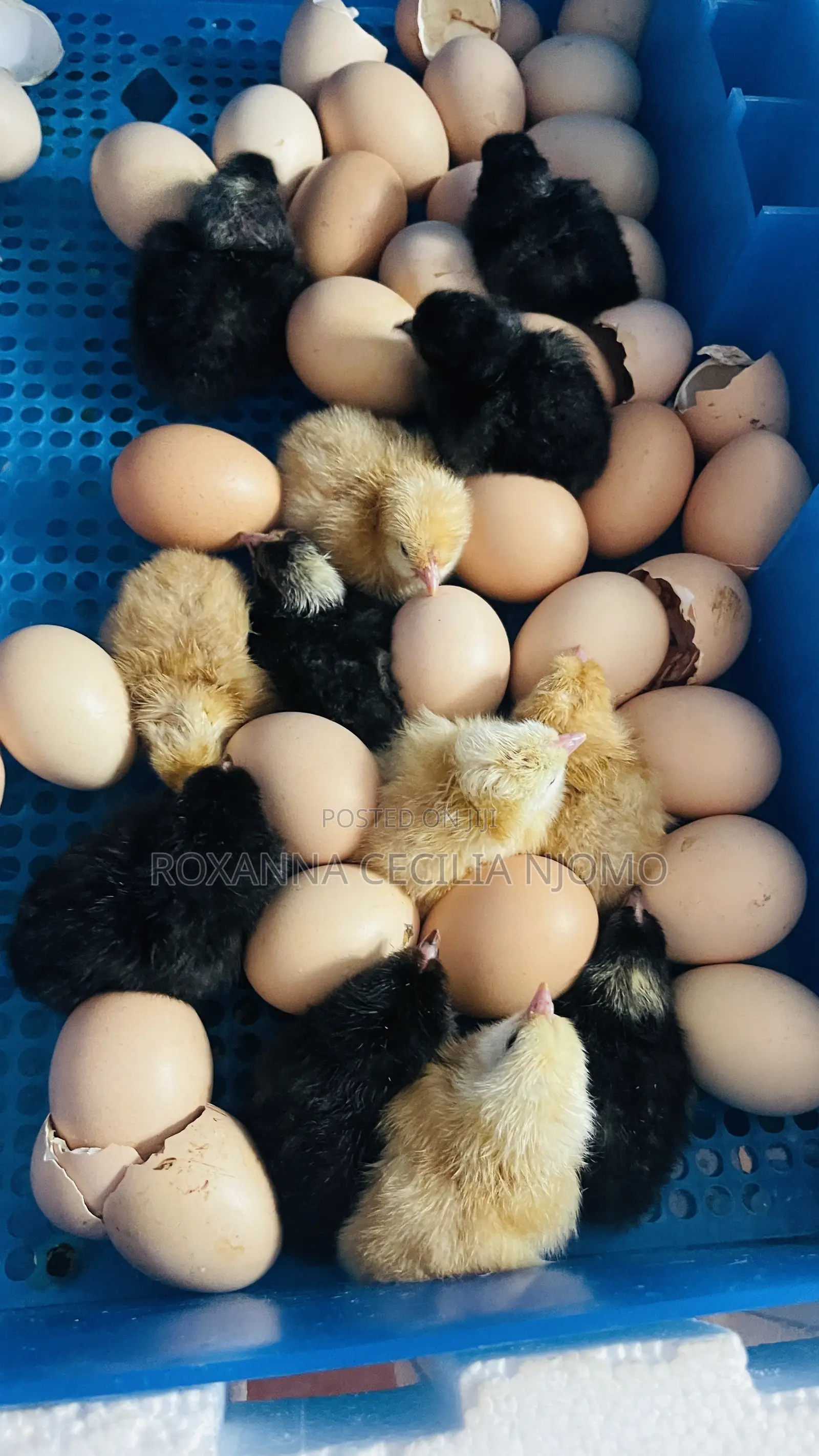 Egg Hatching & Incubation Services