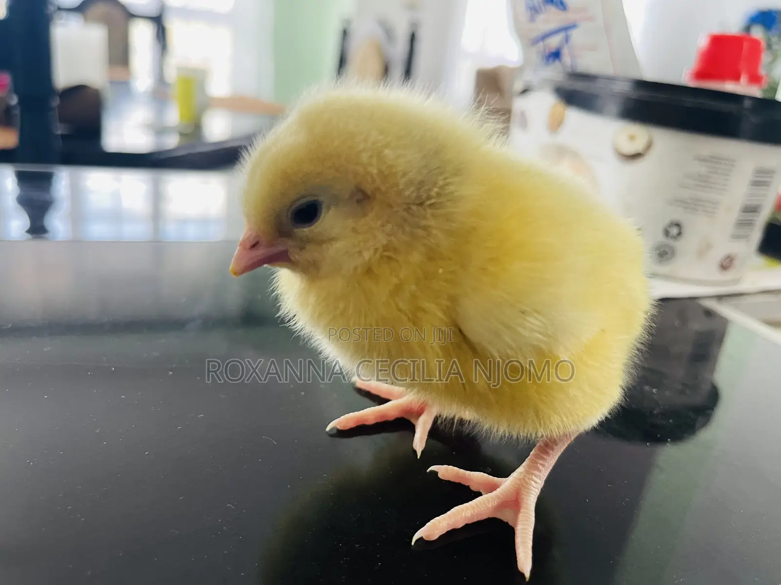 Egg Hatching & Incubation Services