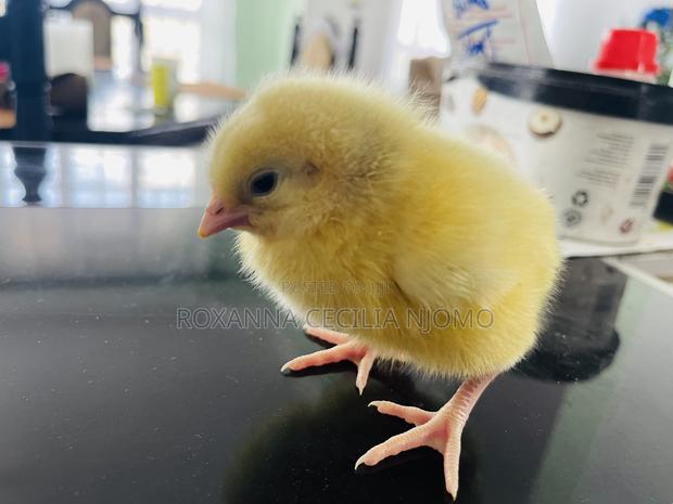 Egg Hatching & Incubation Services - thumbnail 2