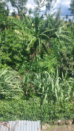 1/8th Residential Plot