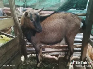 Gemern Alpine Goats