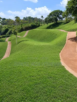 Arabic Grass Pemba Green Zibabwe Capet Grass Is Available
