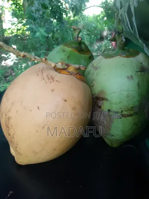 Madafu Man