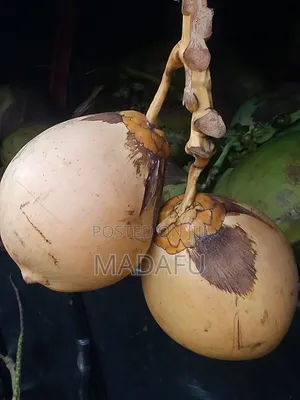 Madafu Man