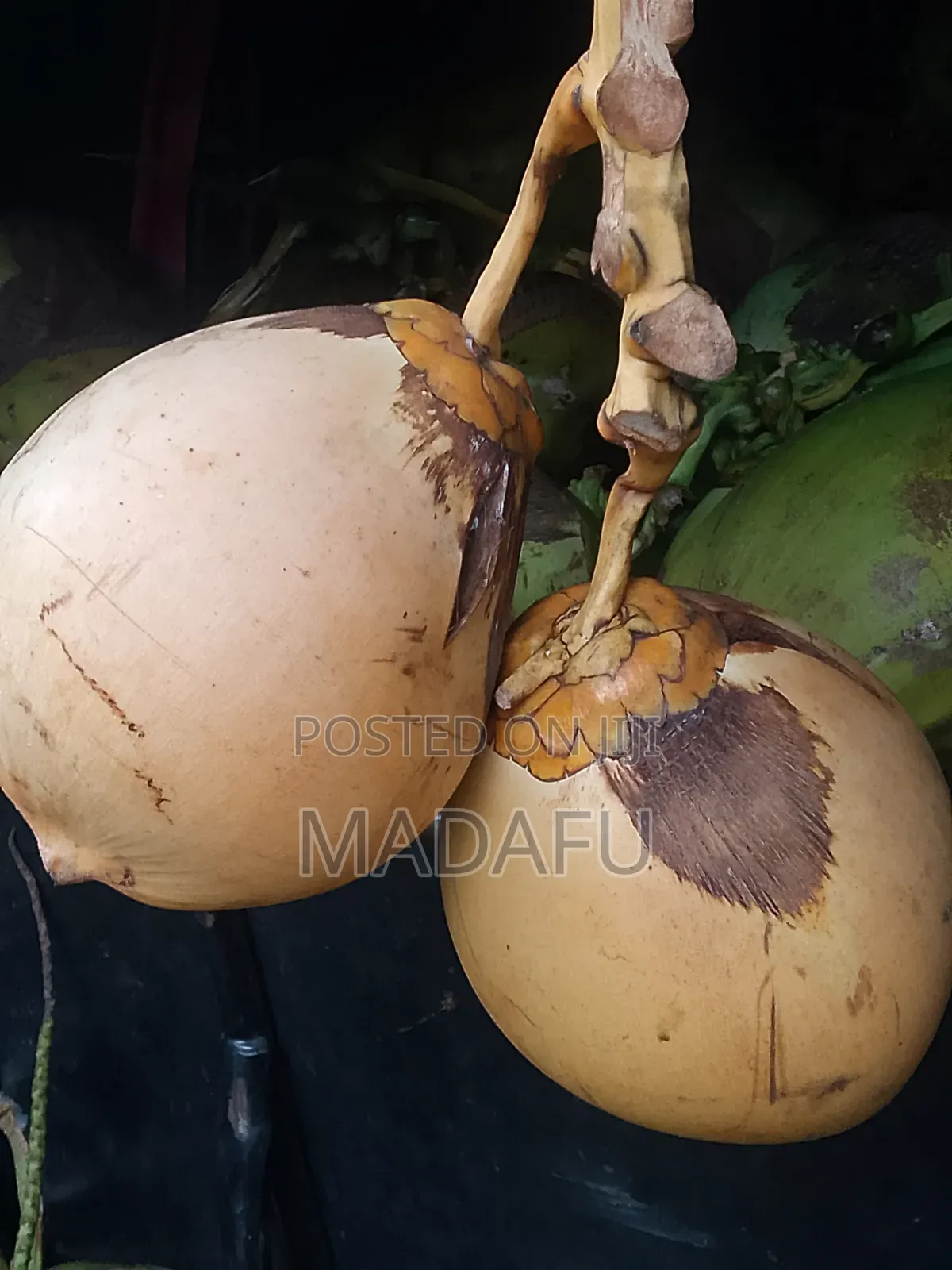 Madafu Man