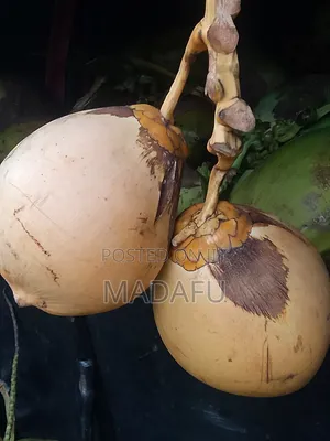 Madafu Man