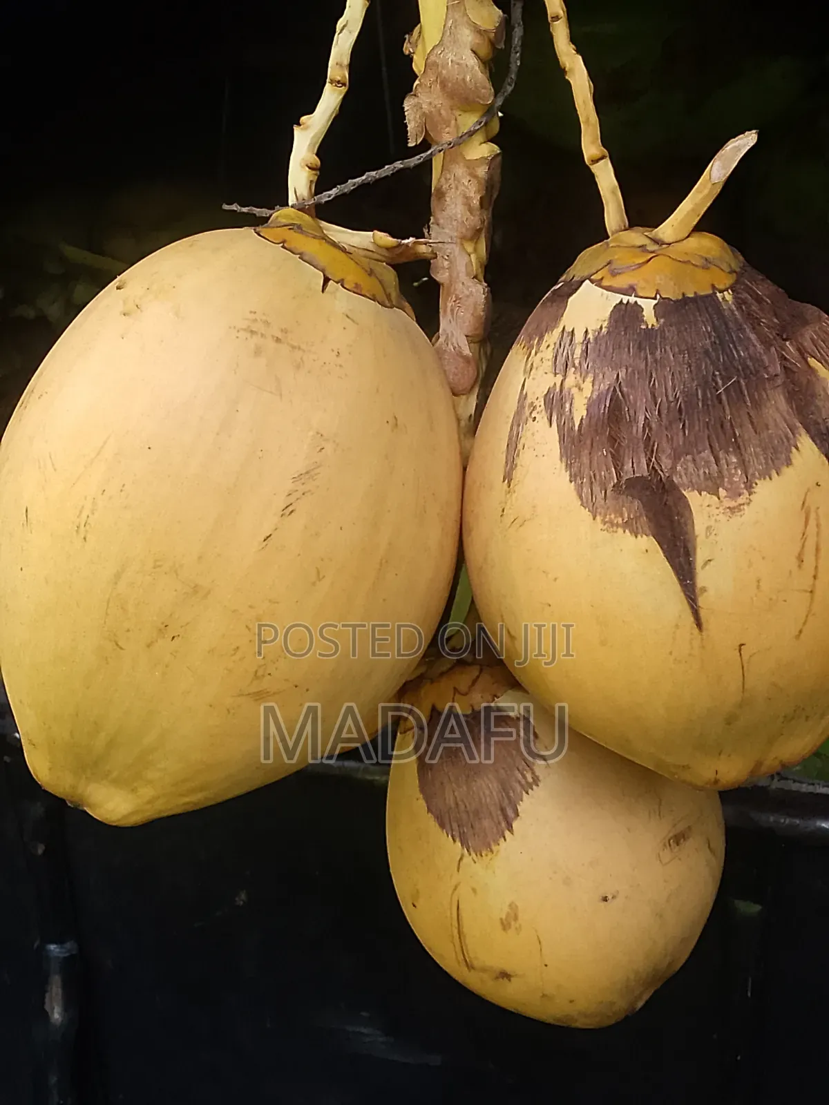 Madafu Man