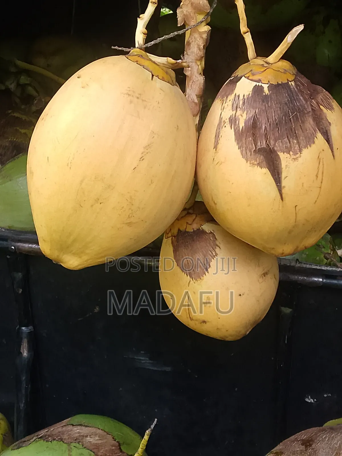 Madafu Man