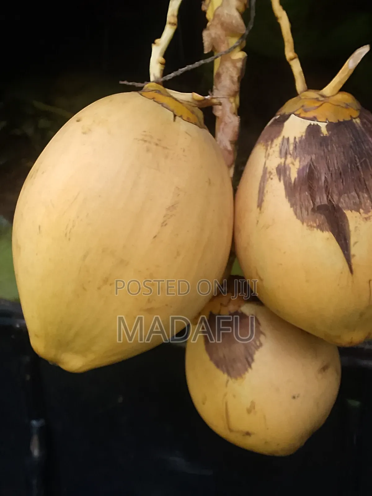 Madafu Man