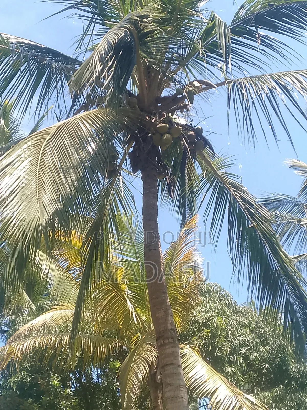 Madafu Man