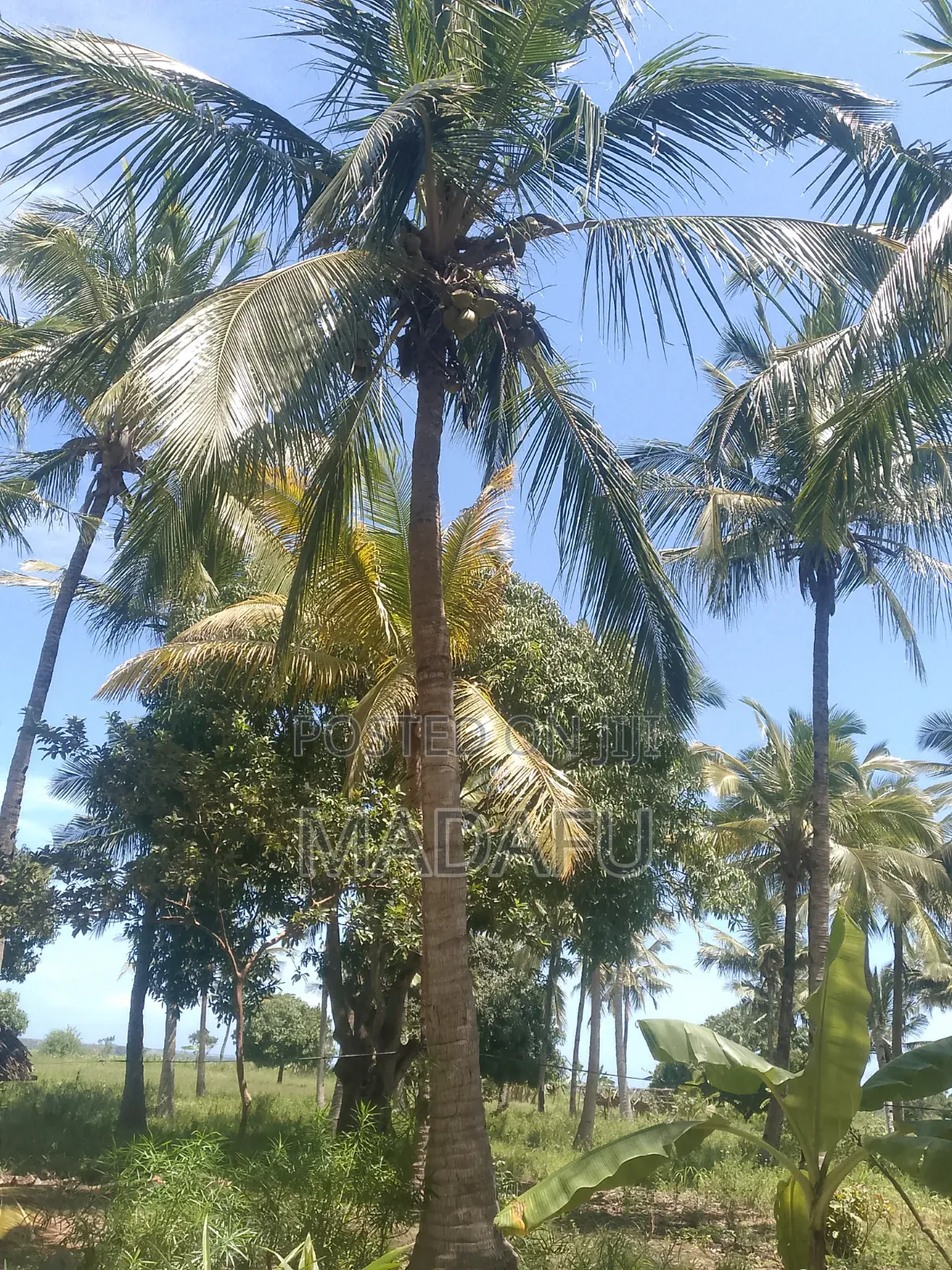 Madafu Man