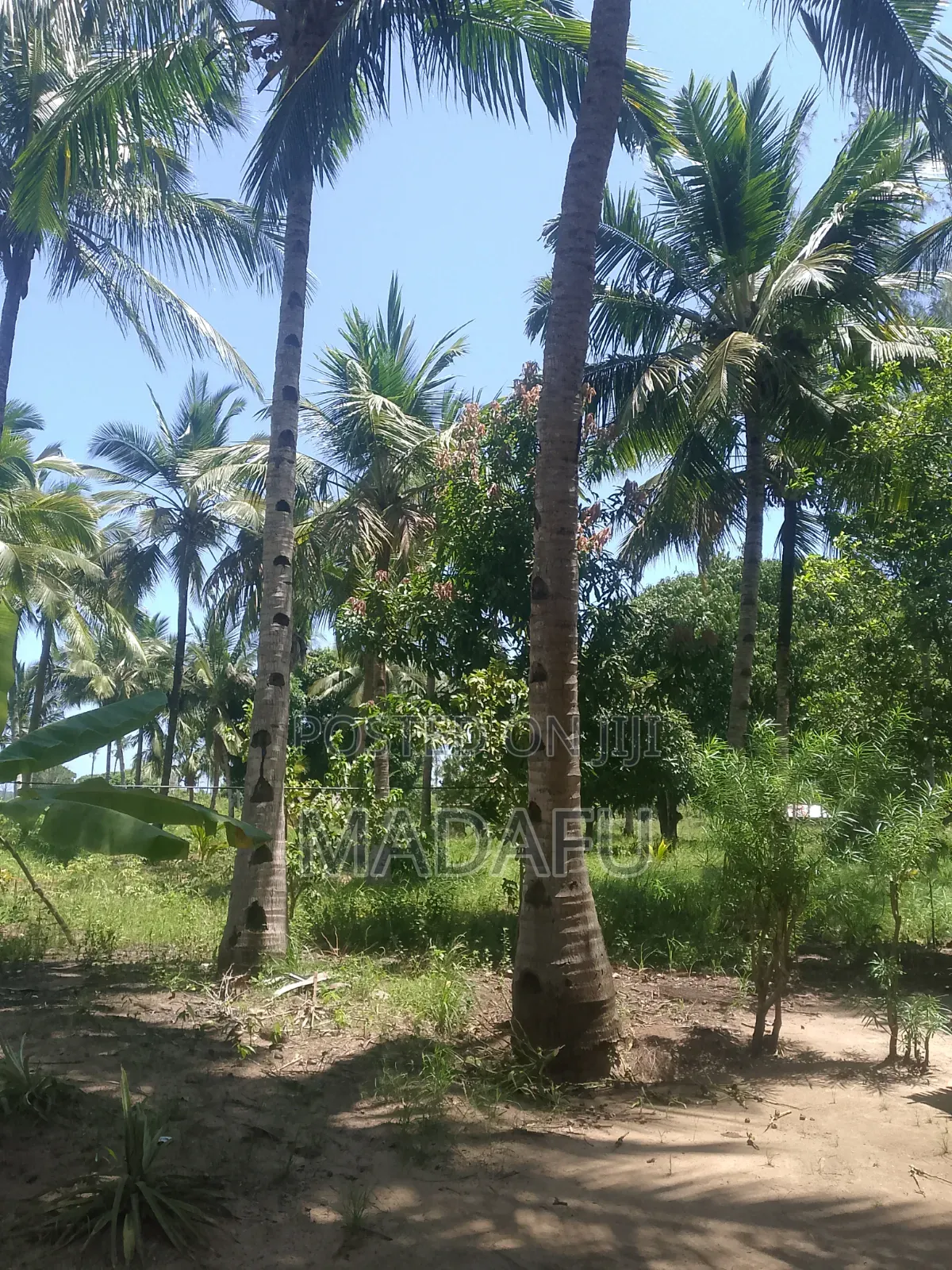 Madafu Man