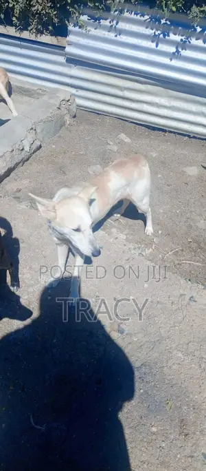 1+ year Male Mixed Breed Mongrel (No Breed)