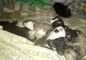 0-1 month Male Mixed Breed Dog