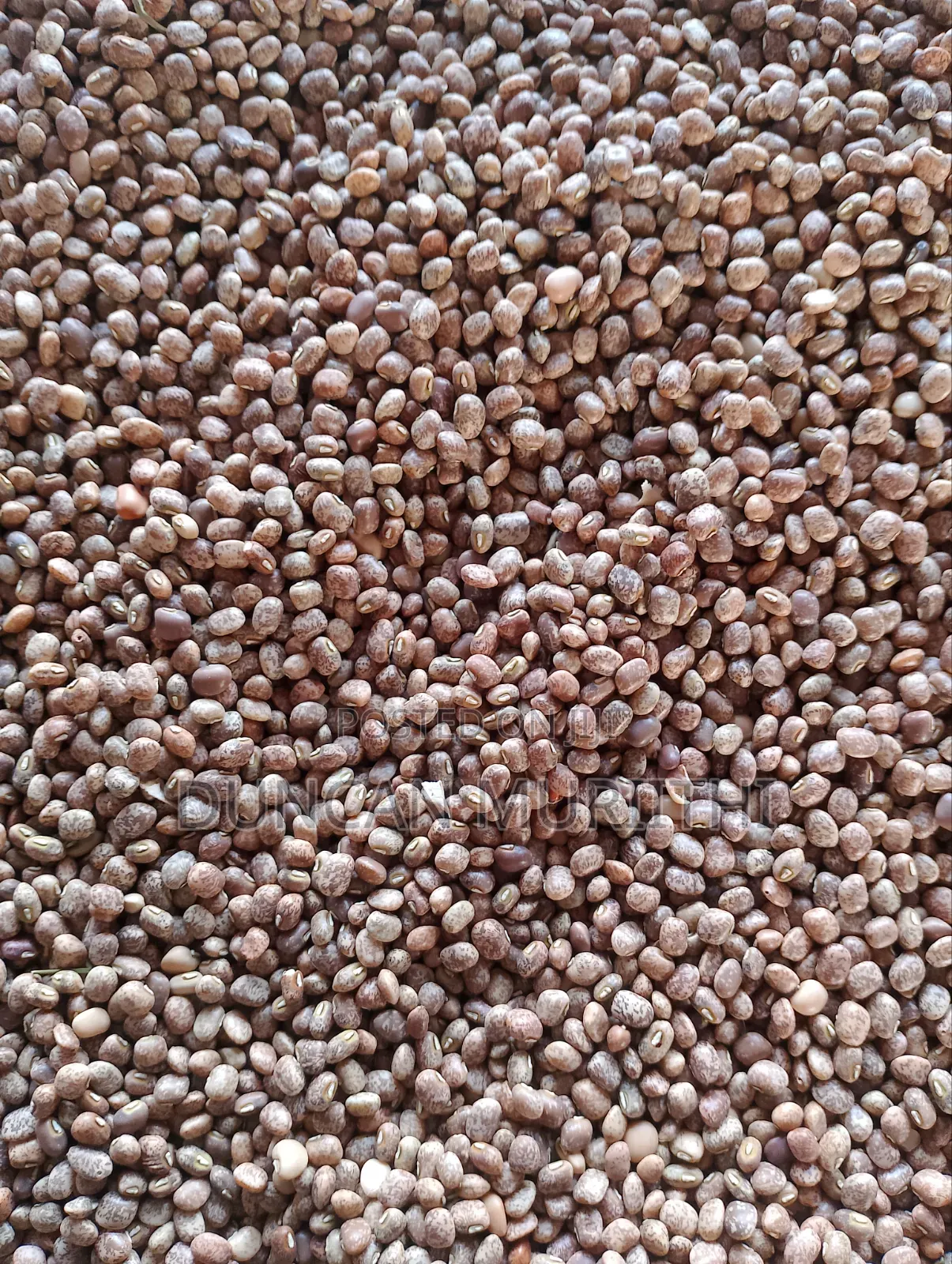 Dry Brown-Speckled Cowpeas