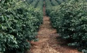 1 Acre Orange /Ovacado Lands on Sale at Ithanga