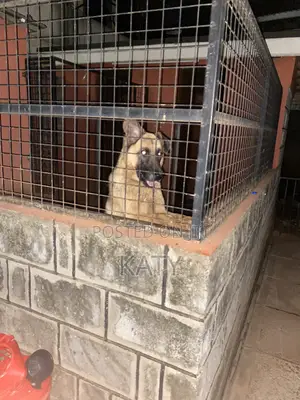 1+ year Female Purebred German Shepherd