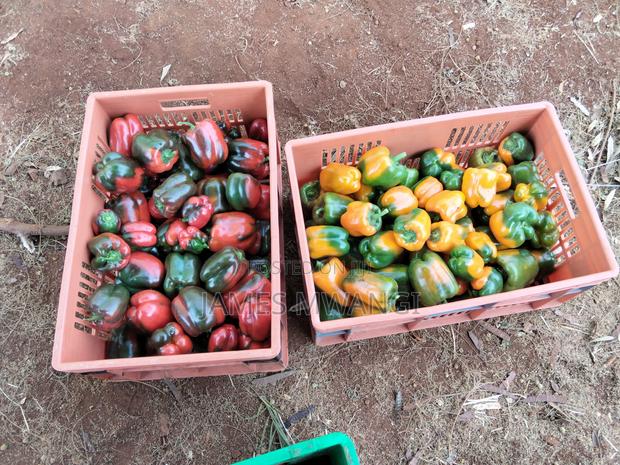 Capsicum Coloured (Hoho) - main view
