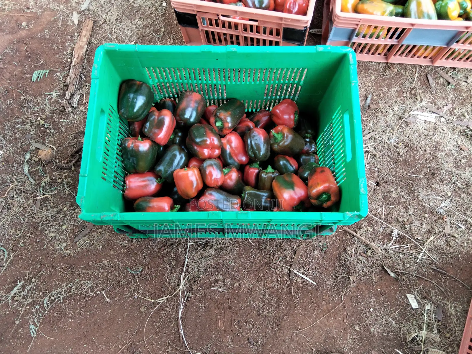 Capsicum Coloured (Hoho)