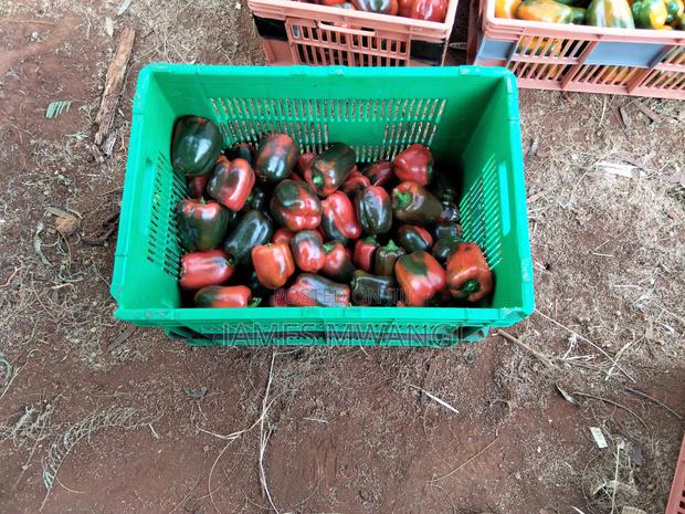 Capsicum Coloured (Hoho) - thumbnail 2
