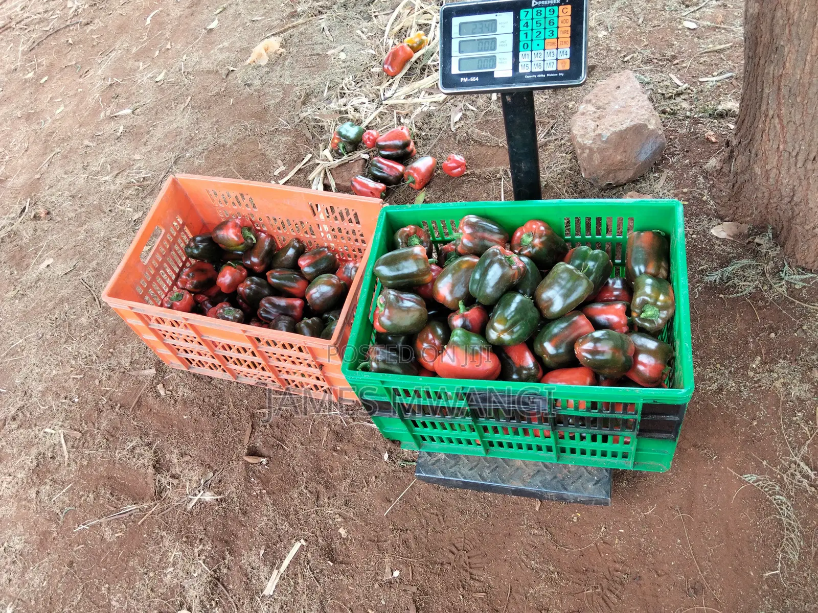 Capsicum Coloured (Hoho)