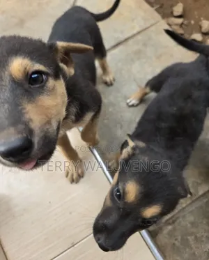 3-6 months Female Mixed Breed German Shepherd