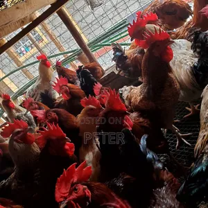 Kienyeji Chicken