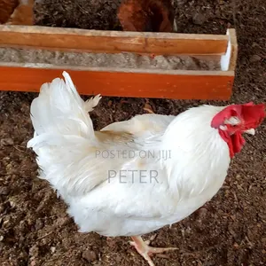 Kienyeji Chicken