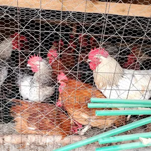 Kienyeji Chicken