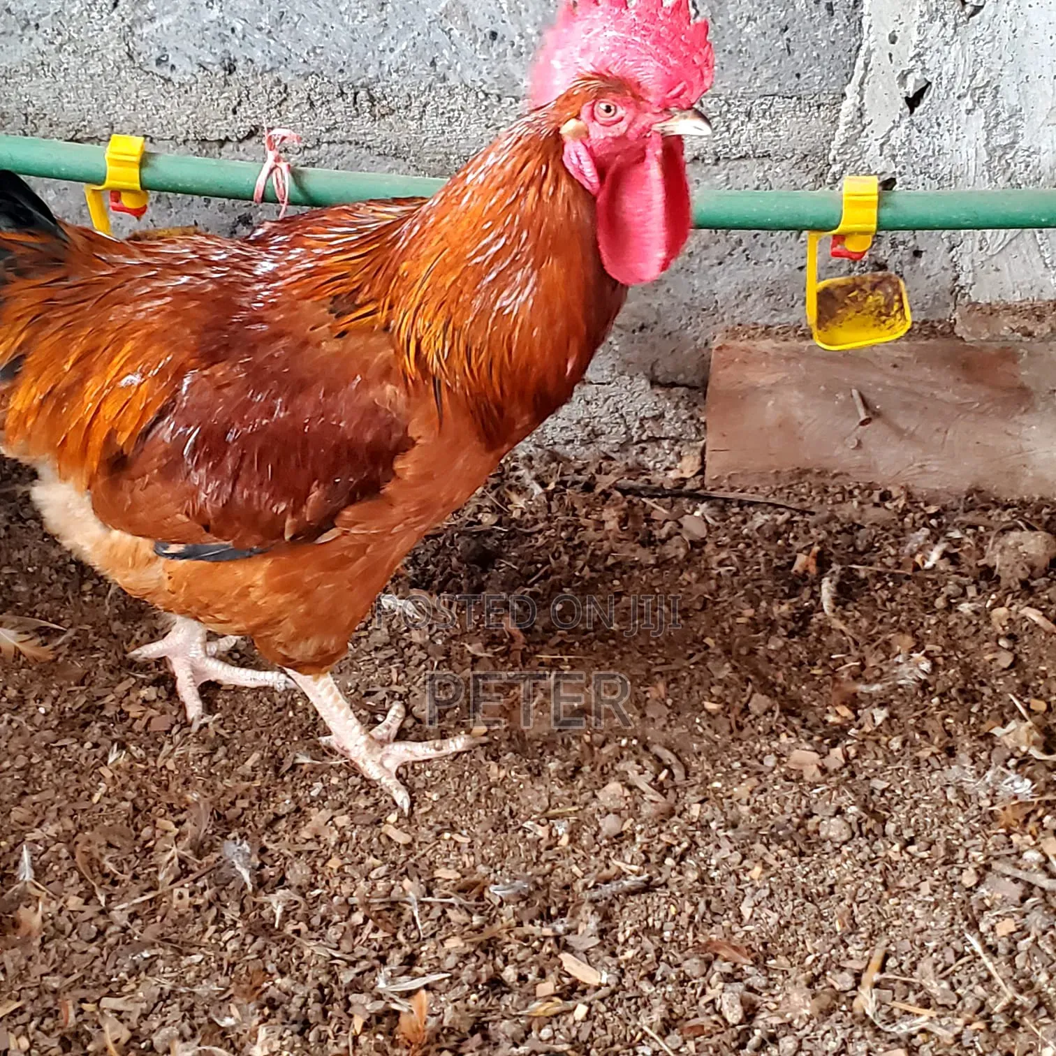 Kienyeji Chicken
