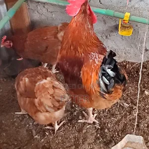 Kienyeji Chicken