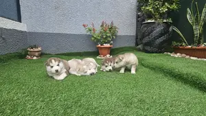 1-3 months Male Purebred Siberian Husky