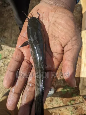 Quality Catfish Post Juvenile