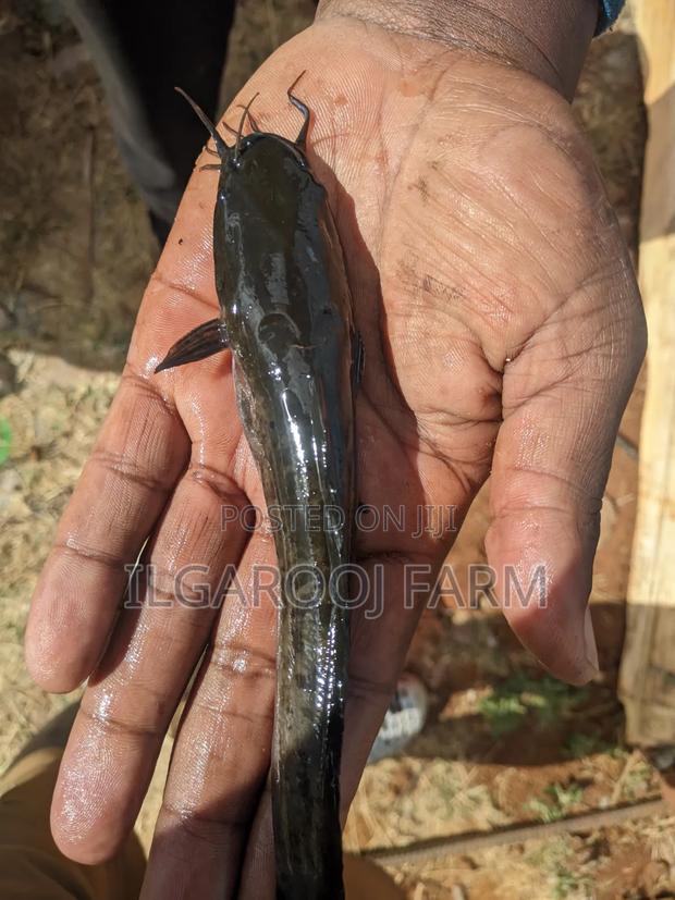 Quality Catfish Post Juvenile - main view