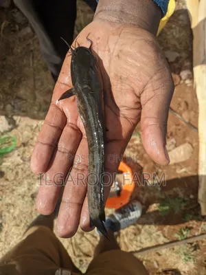 Quality Catfish Post Juvenile