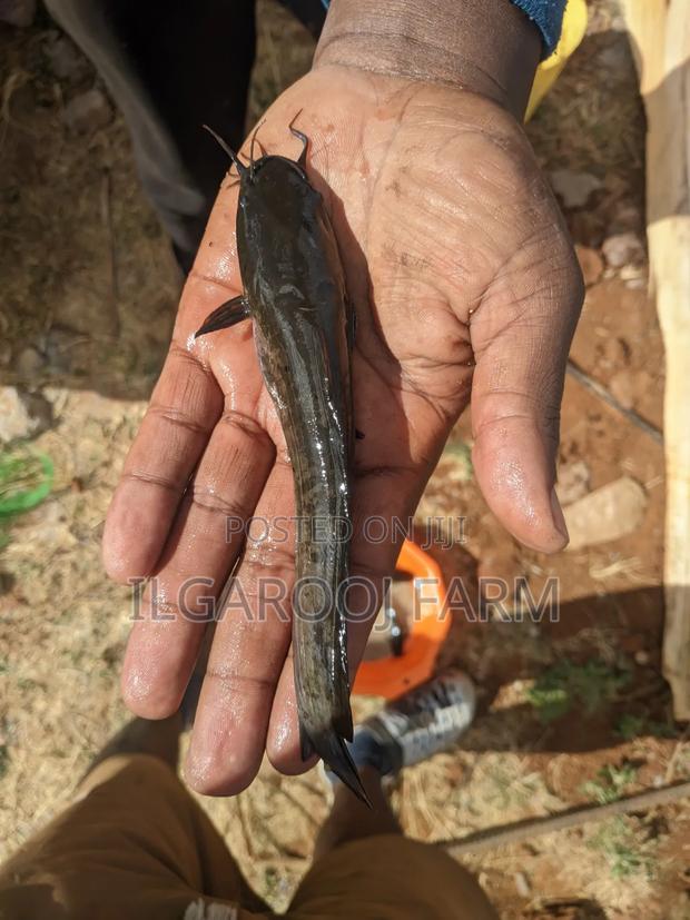 Quality Catfish Post Juvenile - thumbnail 2
