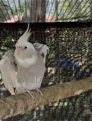 Cockatiels Pairs
