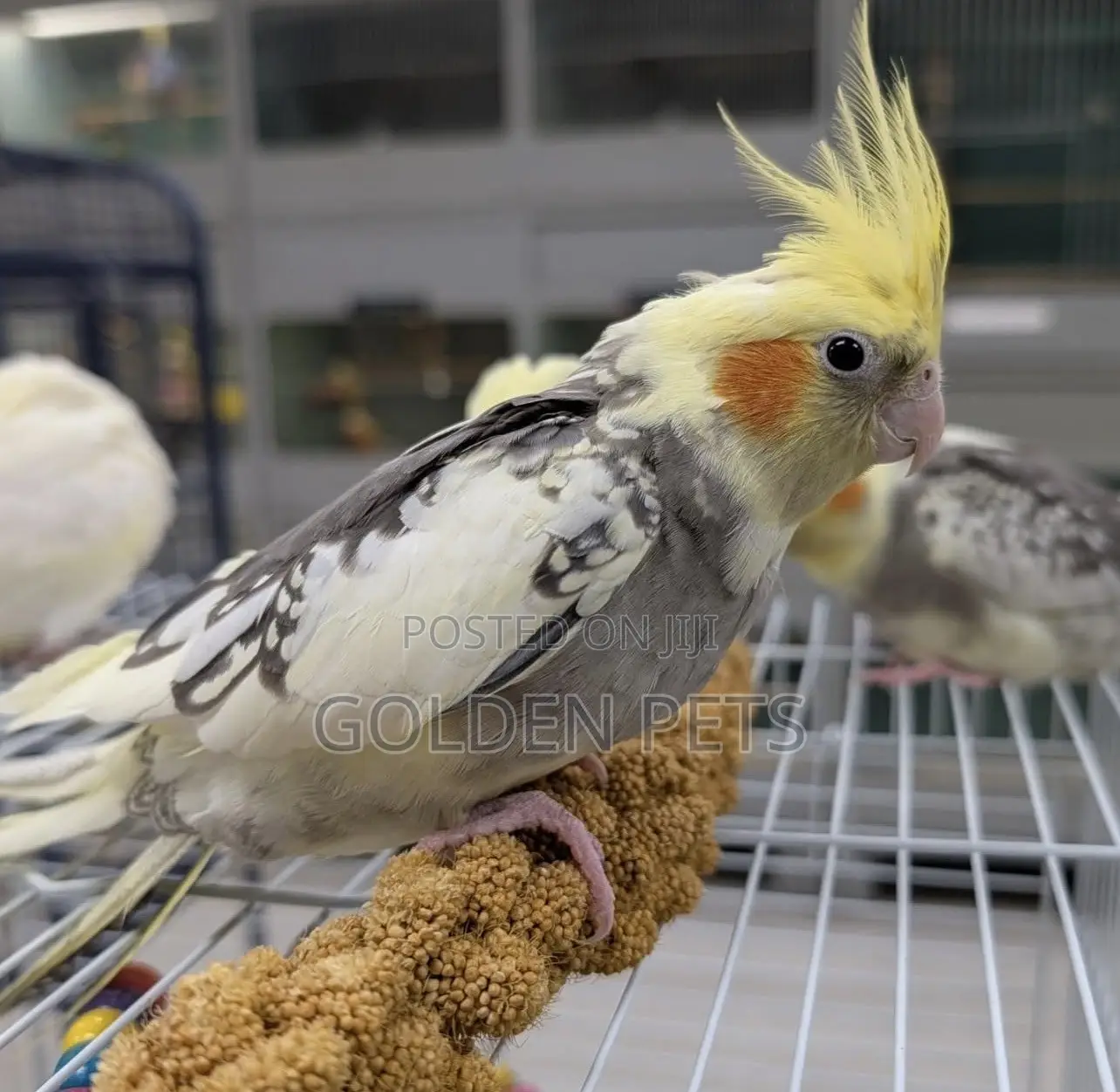 Cockatiel,Budgies