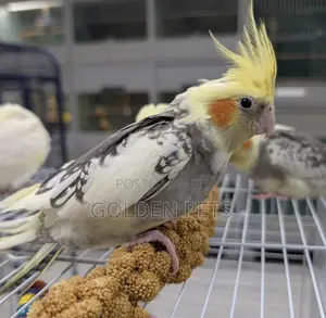 Cockatiel,Budgies