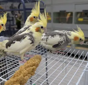 Cockatiels Lovebirds